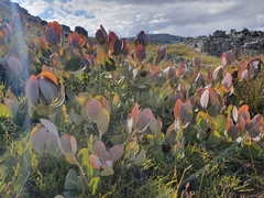 Protea recondita