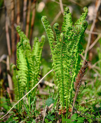 Matteuccia struthiopteris