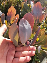 Protea recondita