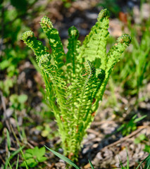 Matteuccia struthiopteris