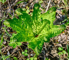 Matteuccia struthiopteris