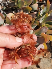 Protea recondita