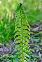 Matteuccia struthiopteris