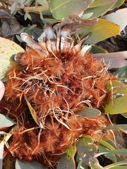 Protea recondita