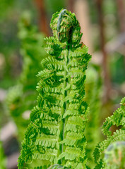 Matteuccia struthiopteris