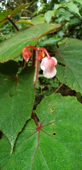 Begonia areolata