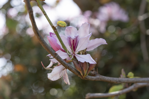 Bauhinia variegata
