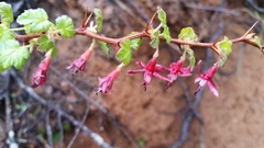 Ribes lobbii