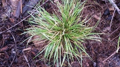 Carex rossii