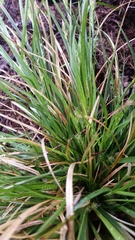 Carex rossii