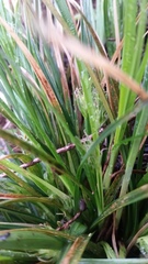 Carex rossii