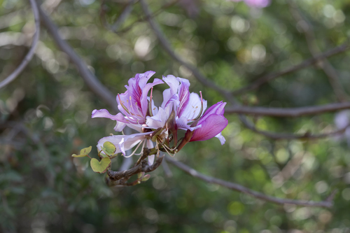 Bauhinia variegata