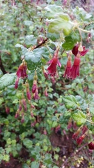 Ribes lobbii