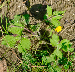 Ranunculus lanuginosus