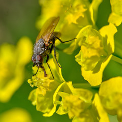 Diptera