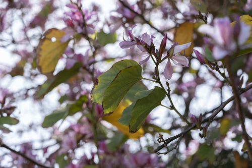 Bauhinia variegata