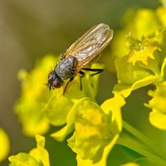 Diptera