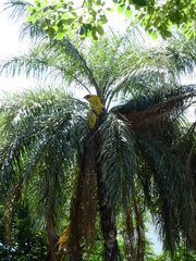 Arecaceae