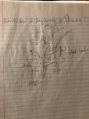 Rubus spectabilis spectabilis