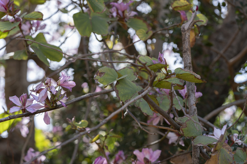 Bauhinia variegata