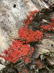 Tulasnella aurantiaca