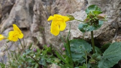 Erythranthe microphylla