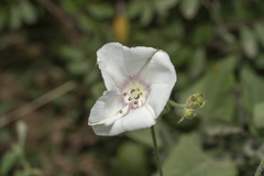 Convolvulus betonicifolius