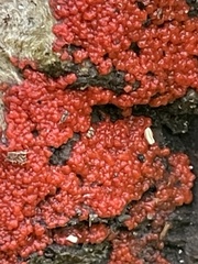 Tulasnella aurantiaca