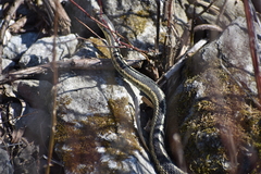 Thamnophis sirtalis