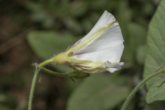 Convolvulus betonicifolius