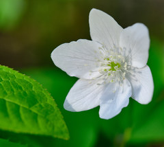 Anemonoides trifolia