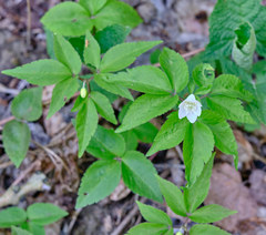 Anemonoides trifolia