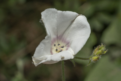 Convolvulus betonicifolius