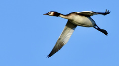 Podiceps cristatus