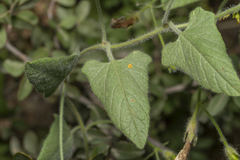 Convolvulus betonicifolius