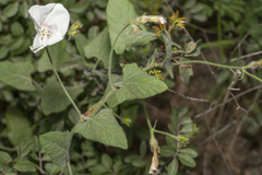 Convolvulus betonicifolius