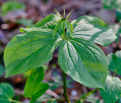 Paris quadrifolia