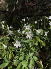Cerastium velutinum