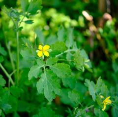 Chelidonium majus