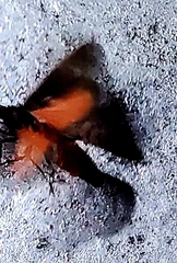Virbia laeta