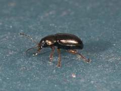 Brachypnoea texana