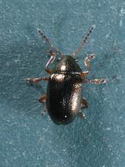 Brachypnoea texana