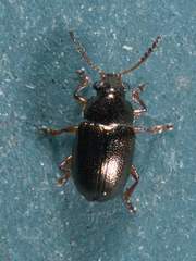 Brachypnoea texana