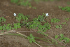 Wimmerella pygmaea