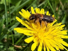 Andrena dunningi