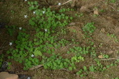 Wimmerella pygmaea