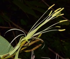 Bauhinia ungulata