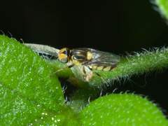 Chlorops