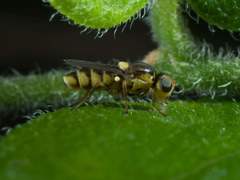 Chlorops