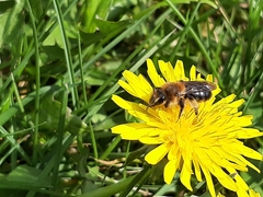 Andrena dunningi